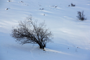 Arbrisseaux dans la neige dans le parc de la Vanoise en Savoie