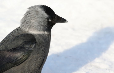 Jackdaw on snow, Corvus monedula