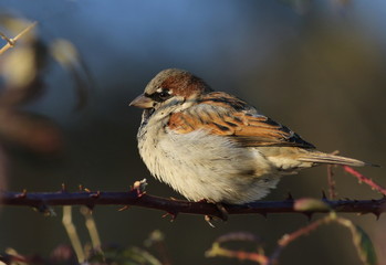 House Sparrow on branch, Passer domesticus