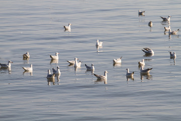 Group of seagulls floating on the sea