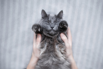  Fluffy gray cat lying on the bed - 132986788
