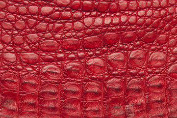 Texture de cuir de crocodile rouge.