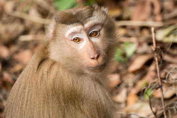 Monkey portrait