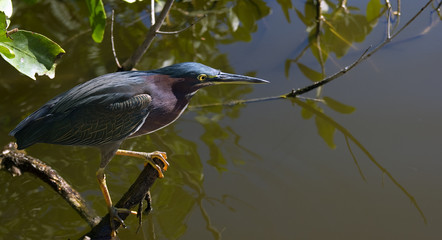 Green Heron 