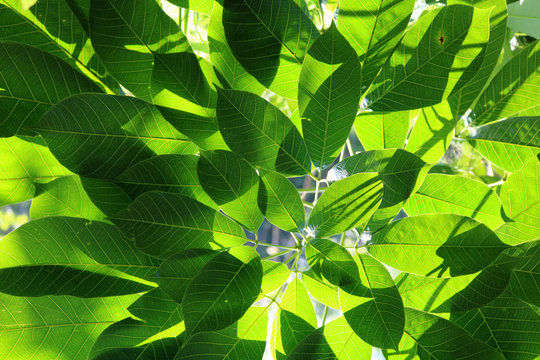 Rubber Trees Leave .