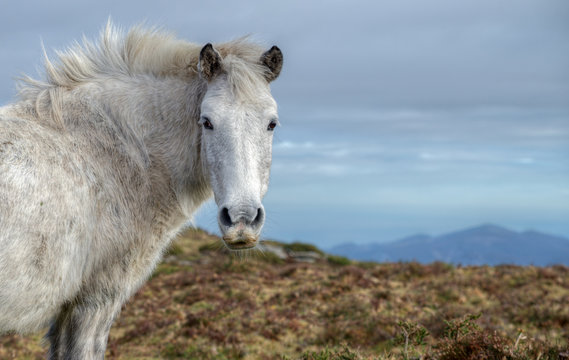 White wild horse, rectangular image with space