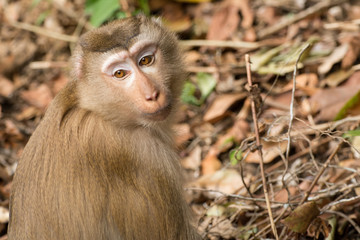Monkey portrait