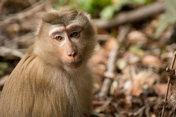 Monkey portrait