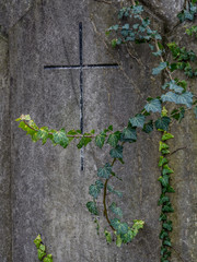Efeu auf einem Grabstein am Friedhof