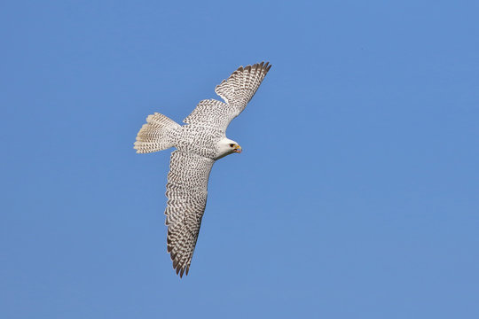 Hybrid Gerfalke Lannerfalke