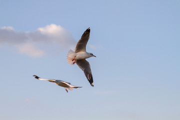 Seagulls flying at the sunset sky background