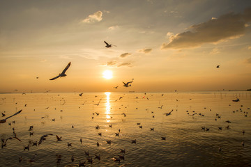 nature background in sunset time with Seagulls flying