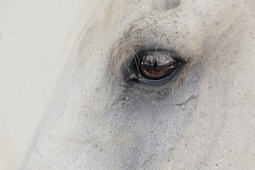 gros plan oeil cheval blanc