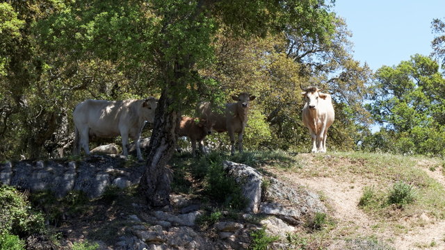 Vaches corses