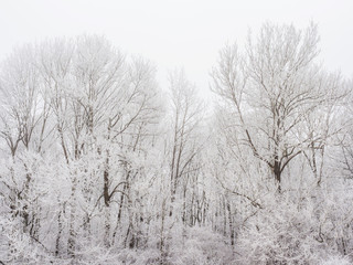 Fototapeta na wymiar Landschaft mit Bäumen und Raureif bei Kälte im Winter