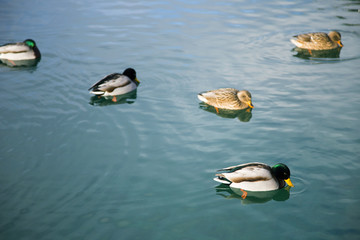Ducks on Plitvice lakes, national park in Croatia, in winter