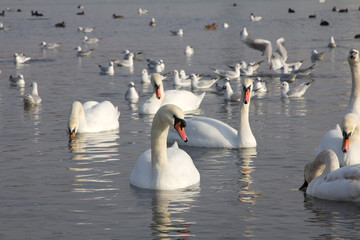 Rookery swans, gulls and ducks in winter sea port harbor