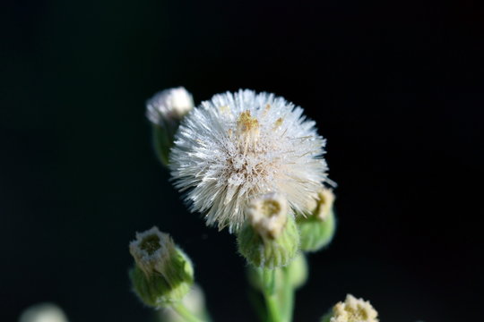 Pusteblume mit Tau