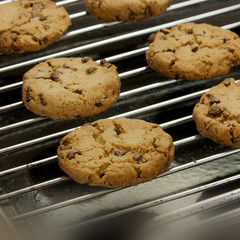 Freshly baked chocolate chips cookies on old baking tray