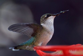 Hummingbird