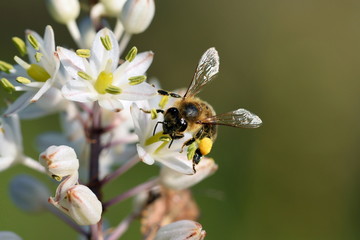 Biene mit Blütenpollen