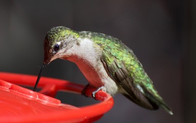 Hummingbird