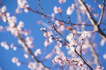 Papier Peint photo autocollant Fleur de cerisier Cerisiers en fleurs d& 39 octobre