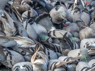 Tauben füttern in der Stadt
