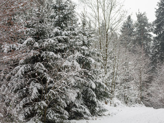 Wald im tiefen Winter mit Schnee
