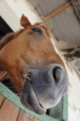 Naklejka premium cheval dans box écurie