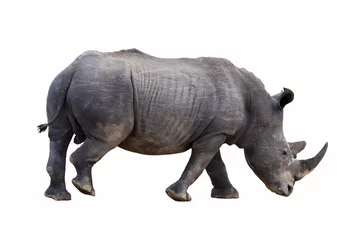 Crédence de cuisine en verre imprimé Rhinocéros Rhinocéros blanc isolé.