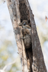 Red-tailed sportive lemur