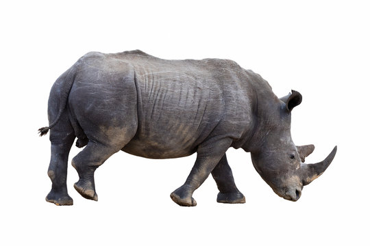 White rhino isolated.