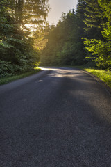 Obraz premium Forest Drive