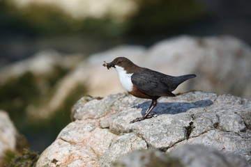 Wasseramsel