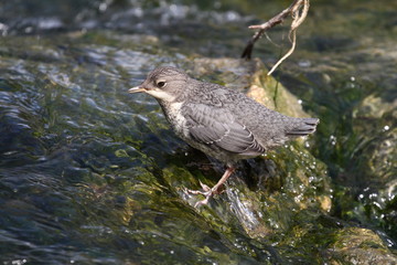 Wasseramsel