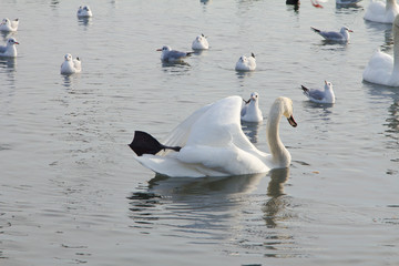 Rookery swans, gulls and ducks in winter sea port harbor