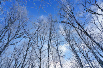 Winter Trees
Bearwallow Mountain, Appalachian Mountains, North Carolina 