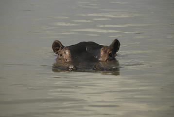 Fototapeta premium Hippo - South Luangwa, Zambia