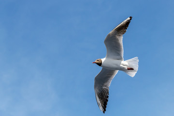 Wingspan of seagull in rapid flight on background of clear sky