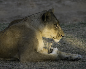 Lioness - South Luangwa, Zambia
