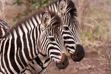 Naklejka premium Burchell’s zebra mother and foal standing in formation