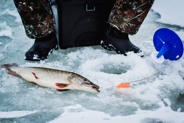 Ice fisherman with a big pike on the ice