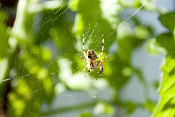 Kreuzspinne im Spinnennetz auf Beutefang, Araneus diadematus