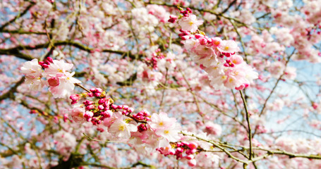 Glückwunsch, alles Liebe: Japanische Kirschblüten  vor blauem Frühlingshimmel :)