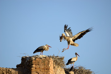 Storks in their nest.
