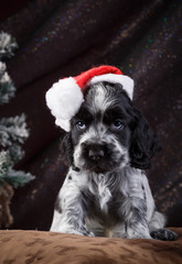 English Spaniel Puppy in black and white