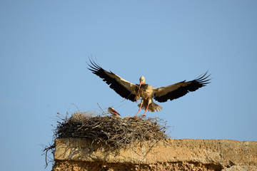Storks in their nest.
