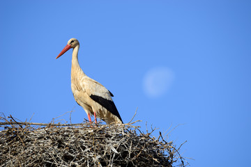 Storks in their nest.