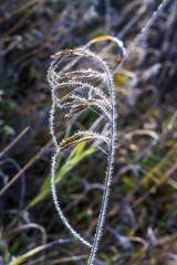 Field of grass covered with frost